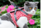 Outdoor Travel Pet Harness Leash Set
