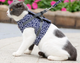 Outdoor Travel Pet Harness Leash Set