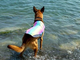 Dog Cooling Vest  S-2XL