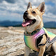 Dog Cooling Vest  S-2XL