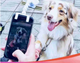 Pet Selfie Stick For IPhone /Samsung/ Xiaomi/ Huawei
